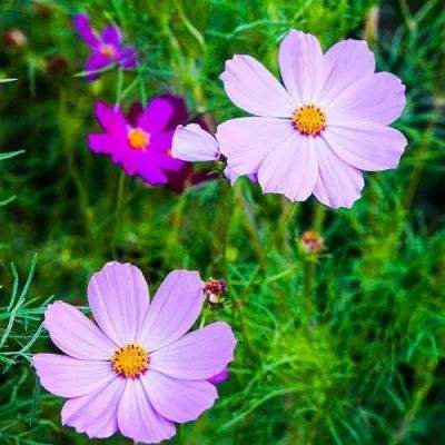 爱体育官方app手机app下载